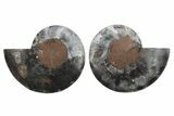 Cut & Polished Ammonite Fossil - Unusual Black Color #250500-1